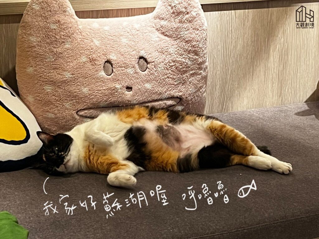 貓咪翻肚子