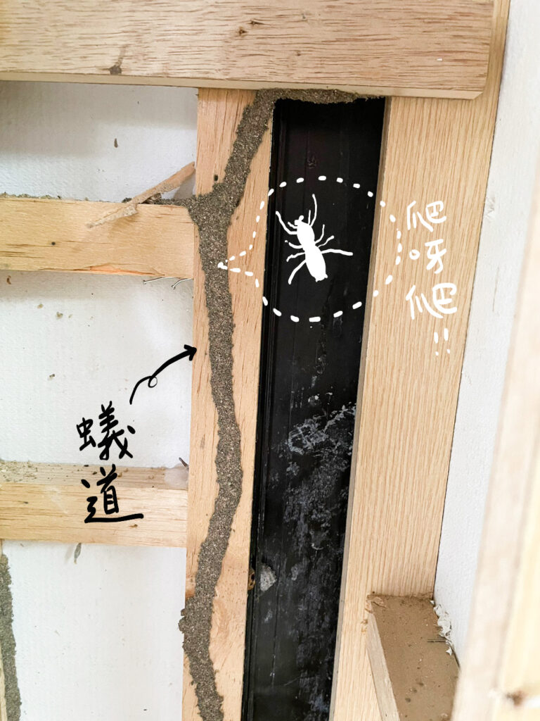 蟻道沿著牆面爬升，甚至藏身於木條後方